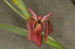 Copper iris